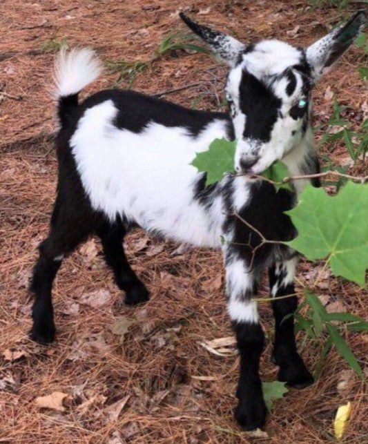 How we prepared for our first breeding season with Nigerian Dwarf Goats