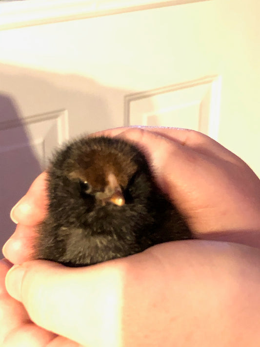 Hatching your chicks - 30 days from Egg to bringing home chick