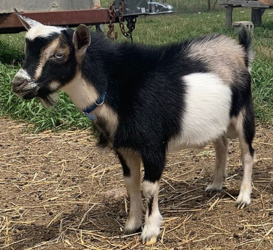 Details of our 2022 Breeding Registered Nigerian Dwarf Goats