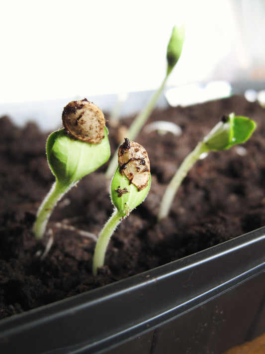 Timeline- Seeds for Eastern Ontario Gardens