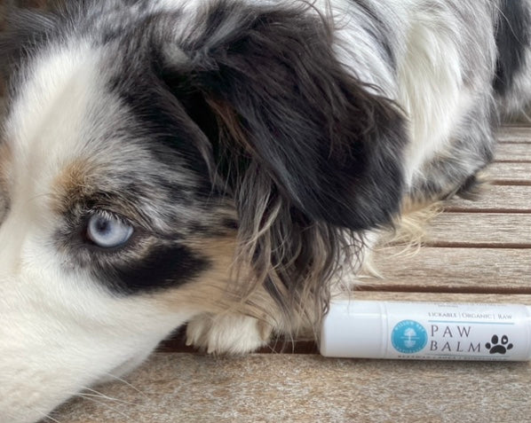 Organic Paw Balm