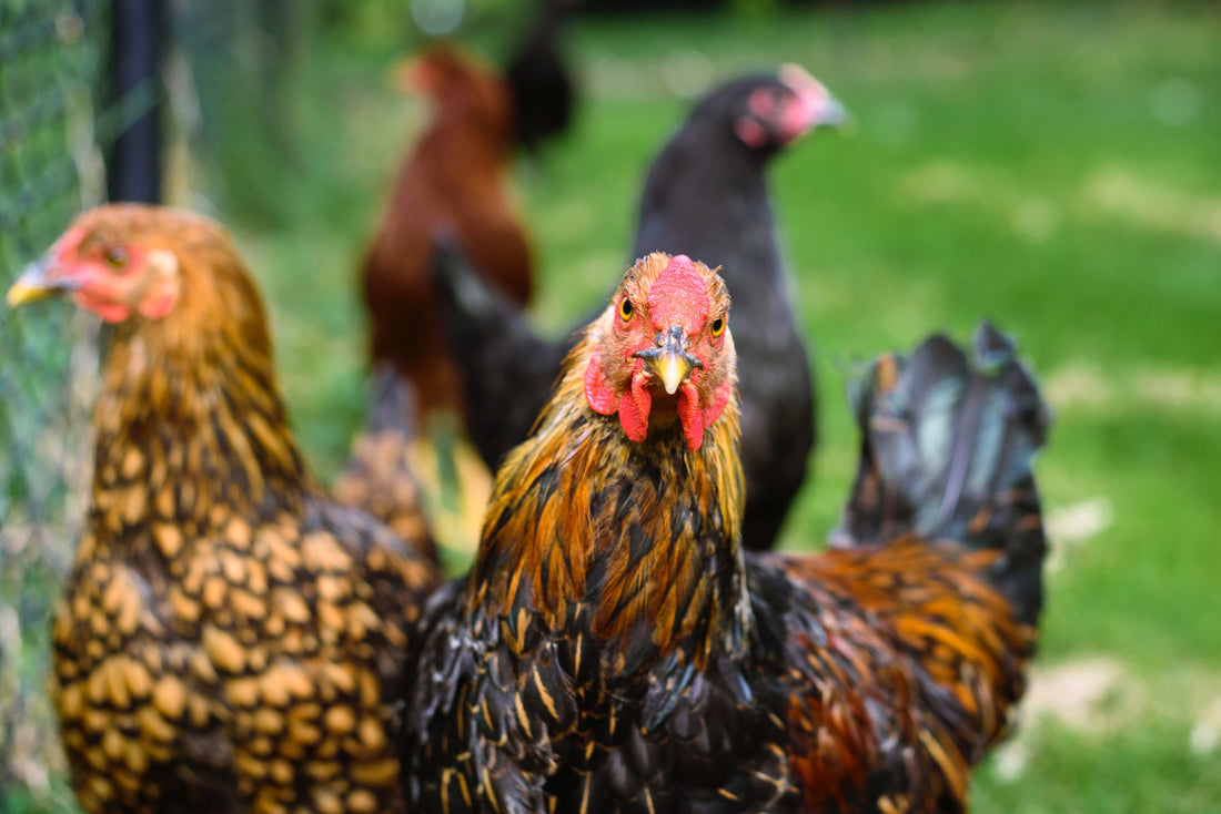 Guide to starting with Backyard Chickens